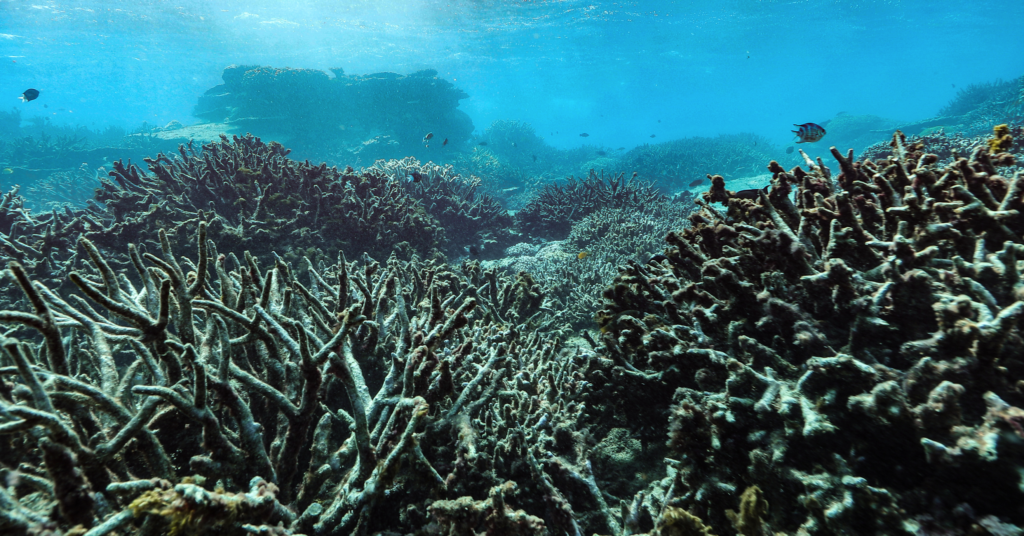 Photo of bleached coral