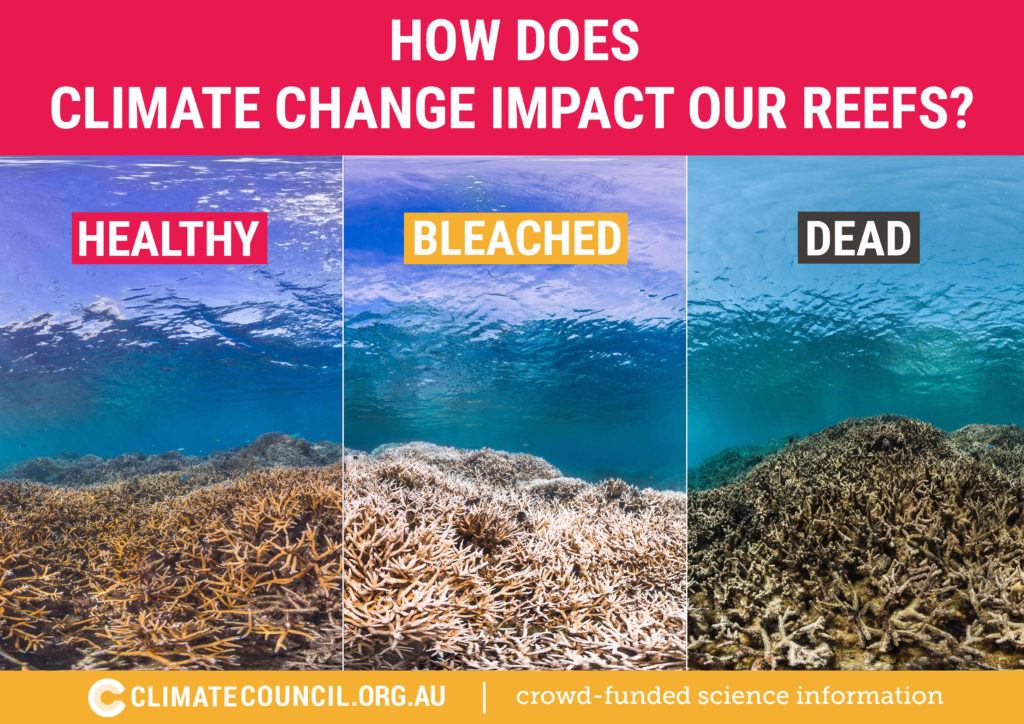 How Does Climate Change Impact Our Reefs Climate Council