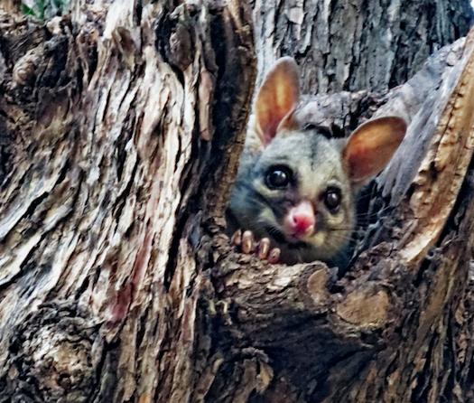 Photo of a Peppercorn tree bark with possum