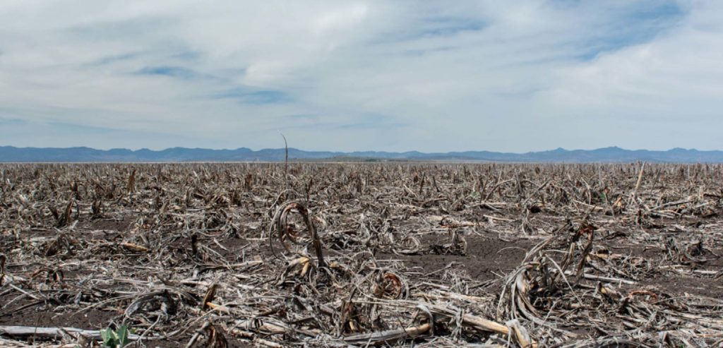 Dead Sorghum Crop, Quirindi