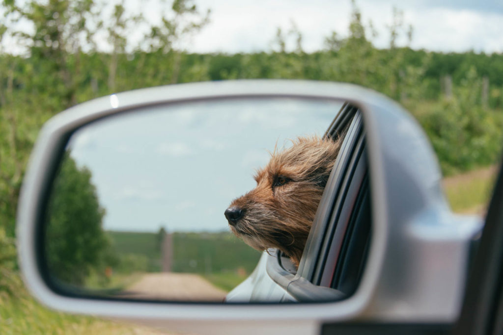 A photo of a dog looking out the window photo