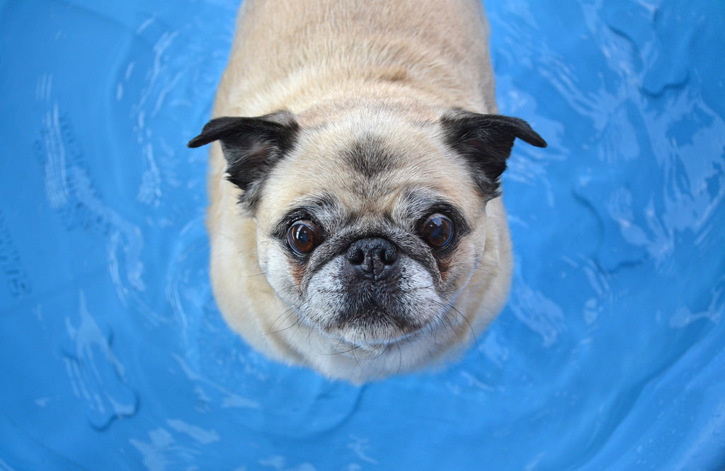 An image of a pug in water
