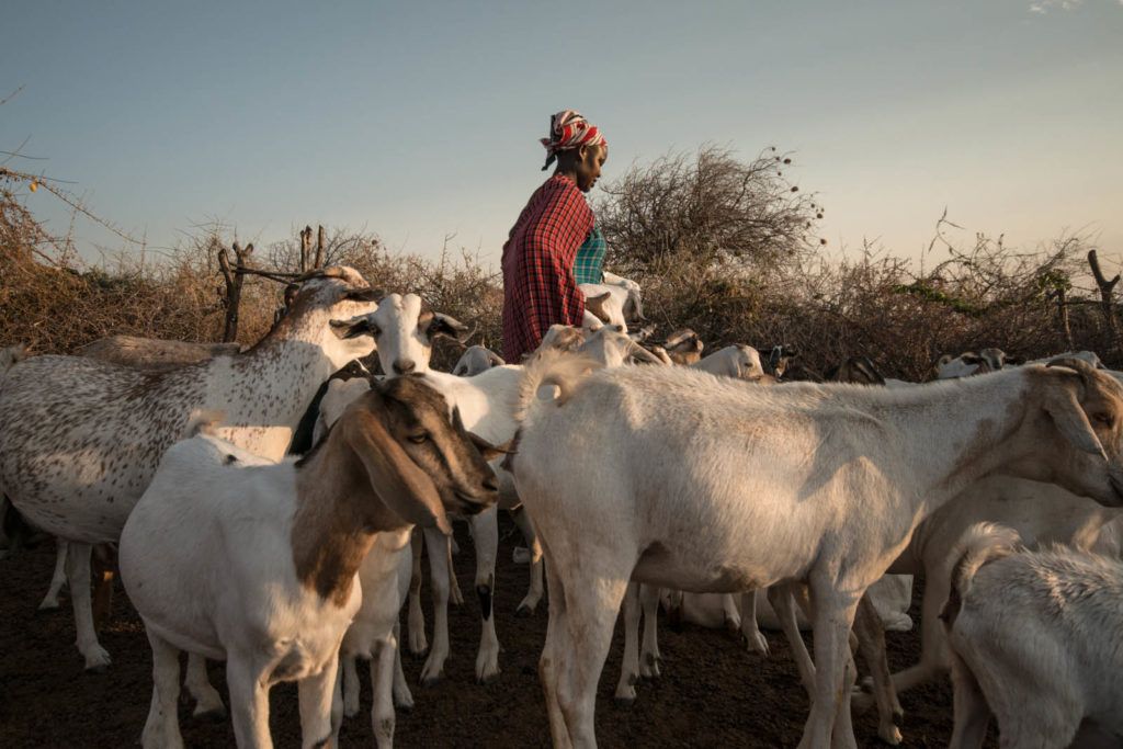 A maasai woman in Kajiado County, Kenya with her goats