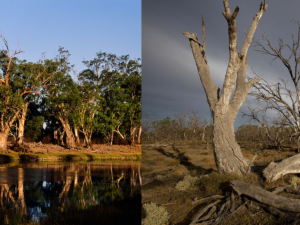 Red river gum die back