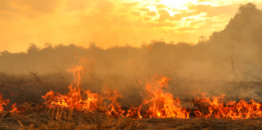 Photo of a bushfire