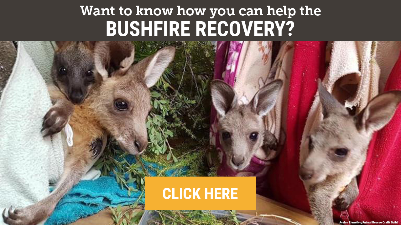 Photo of rescued kangaroo joeys after a bushfire