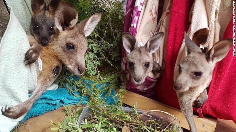 Photograph of kangaroo joeys in pouches