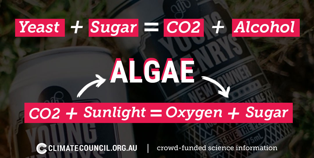 An image explaining the imverse relationship between algae and yeast.