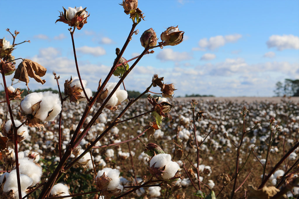 Cotton buds opening up against a background field filled with cotton and a blue sky.