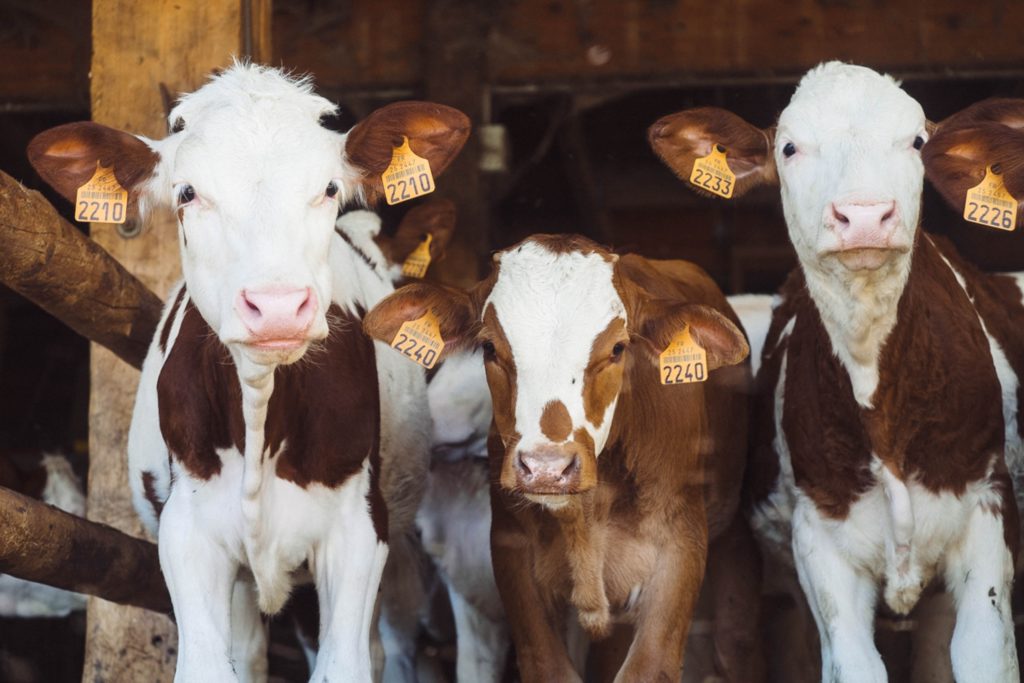 Young cattle peering out from a barn in curiosity at the camera