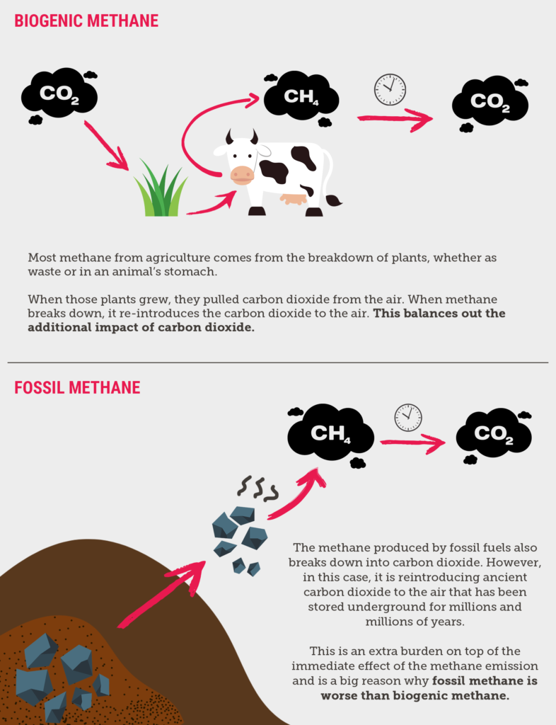 A diagram depicting a methane seam and a cow and the different origins of methane that make a different contribution to climate change