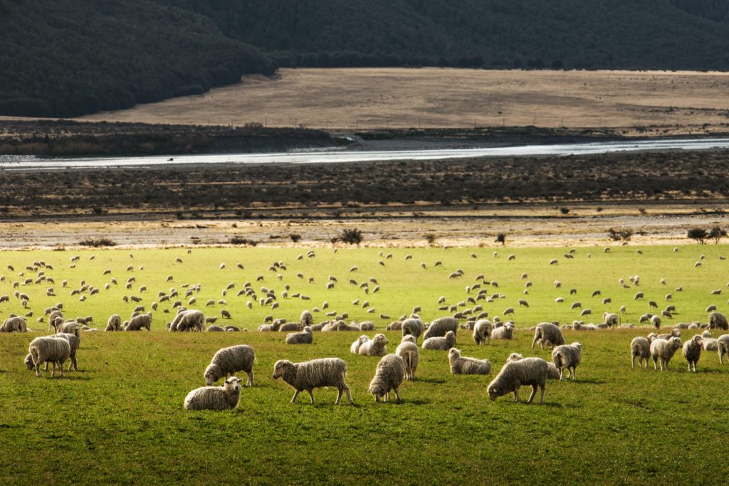 A field populated by sheep.