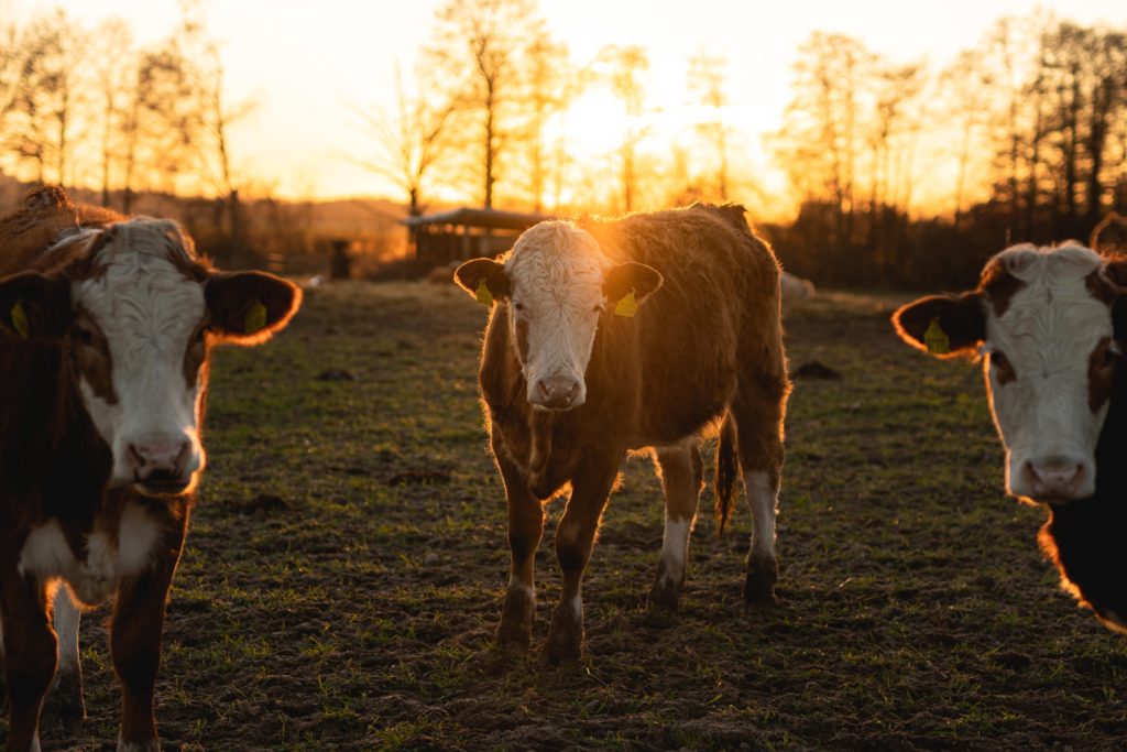 Three cows looking at the camera, the sun setting through a forest in the background.