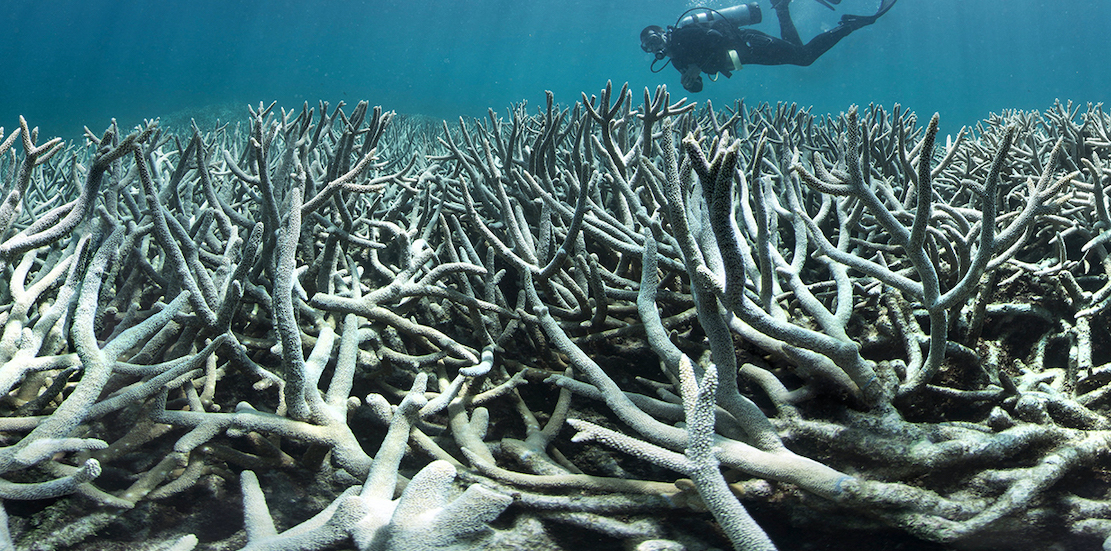 İklim kirliliği, gerekli yasa reformuyla mercan resiflerini 'pişiriyor'