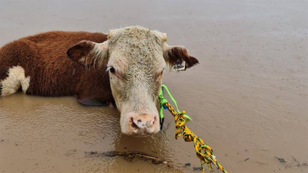 A picture of a cow in flood waters.