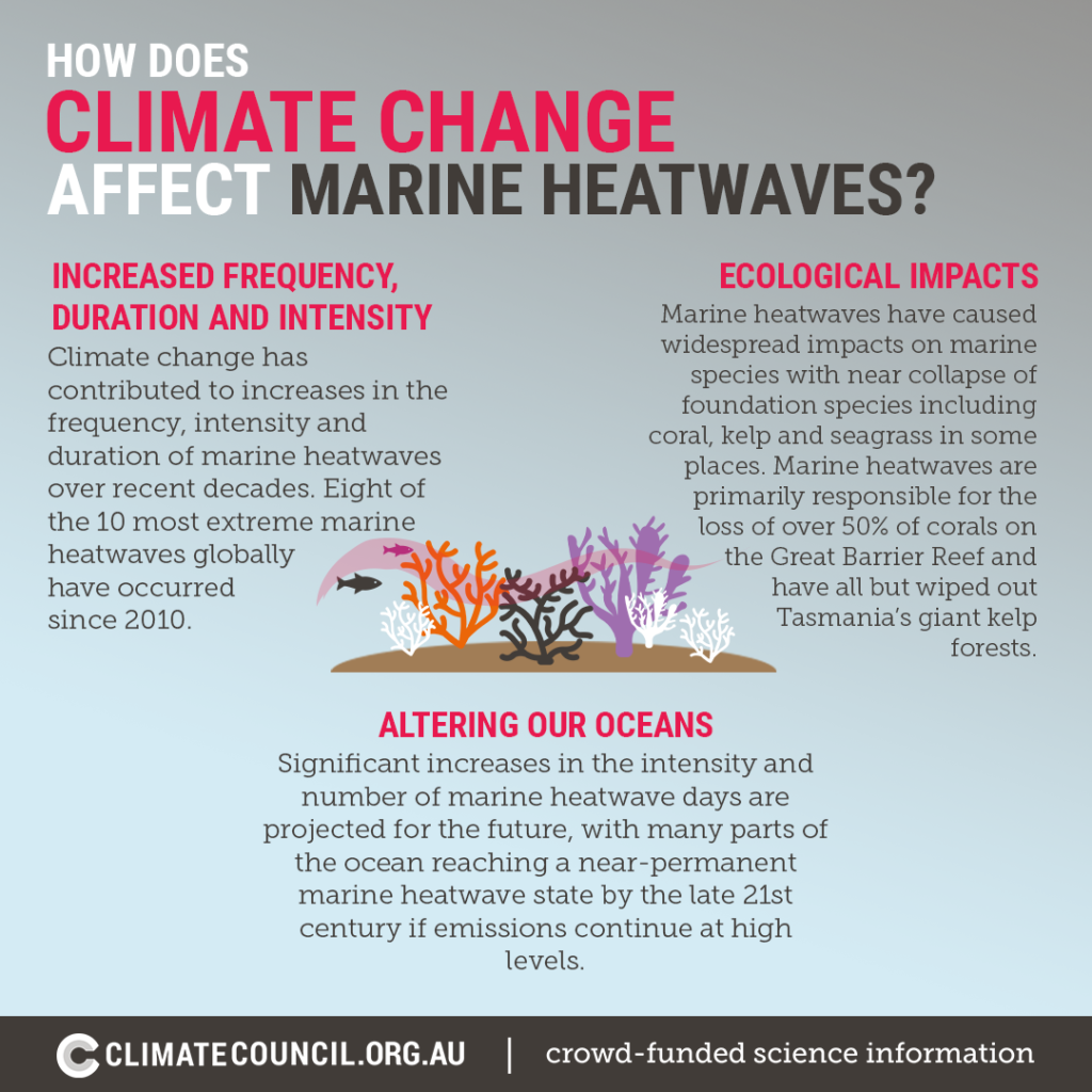 An illustration explaining how climate change affects marine heatwaves