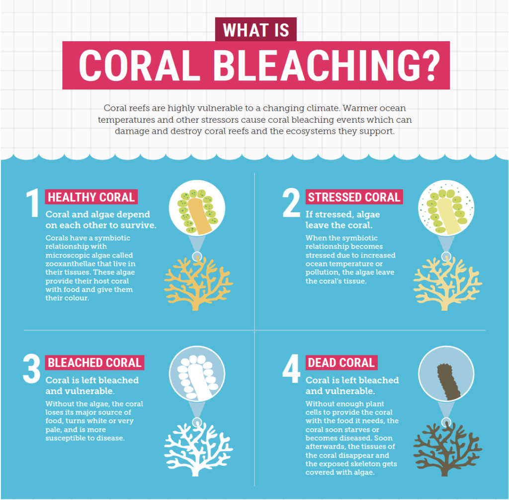 coral bleaching infographic