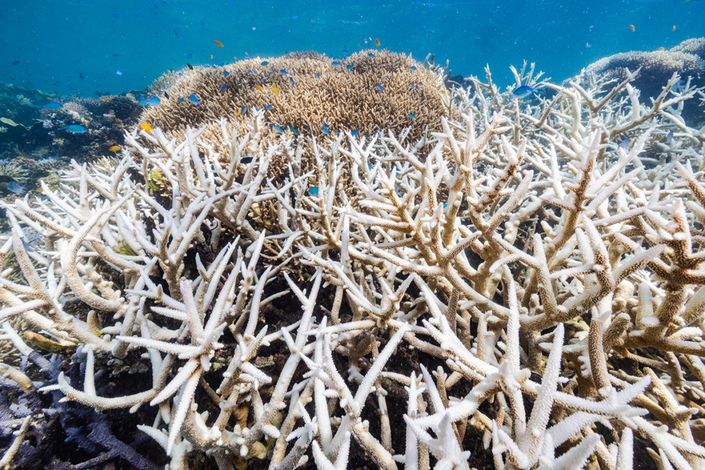 “No region spared”: Reef report confirms severe bleaching, highlighting ...
