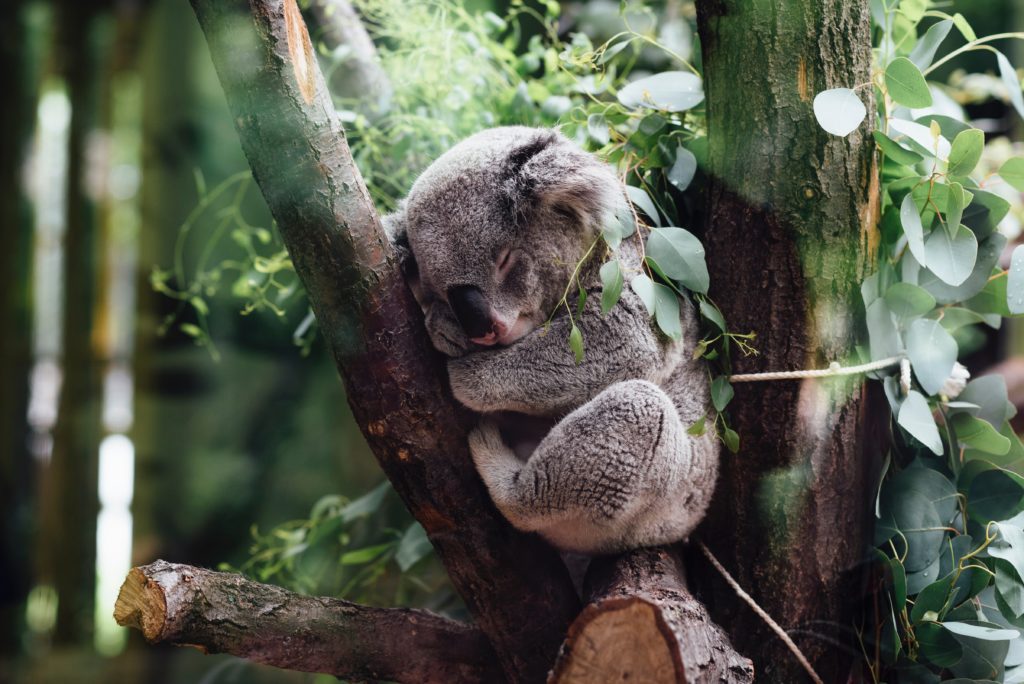 Koala sits in tree