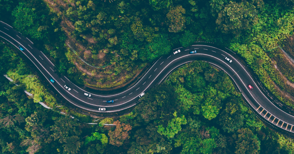 forested road