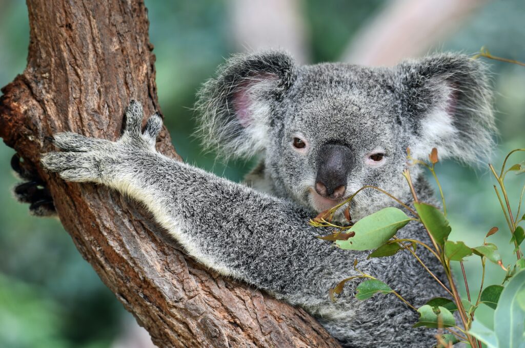 Koala in a tree - photo by David Clode on Unsplash