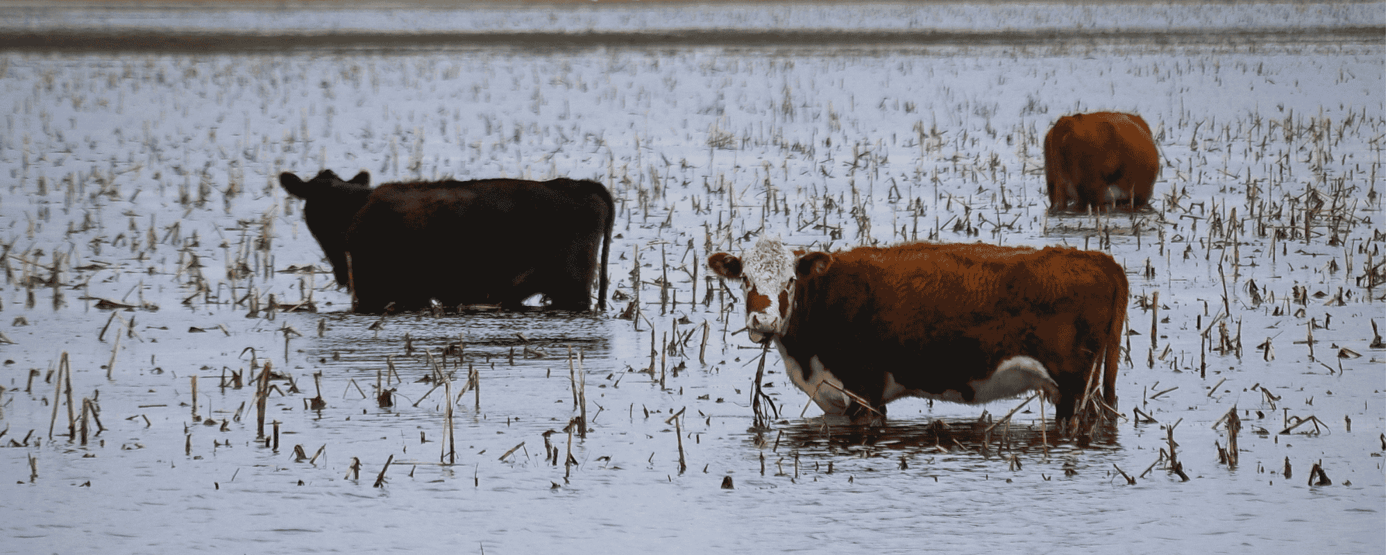Flooding affecting farmland