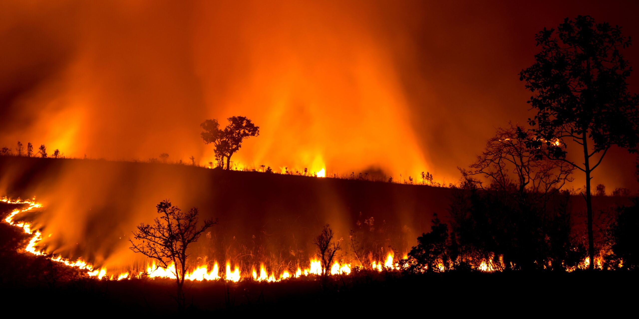 bushfire on hill and trees